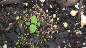 Strategies for maximizing germination success of Mimulus ringens