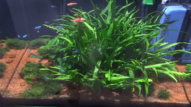 КРАСИВЫЕ НЕОНОВЫЕ РЫБКИ смотреть онлайн