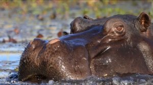 Звук бегемота, крик бегемота | Sound hippo, hippopotamus cry