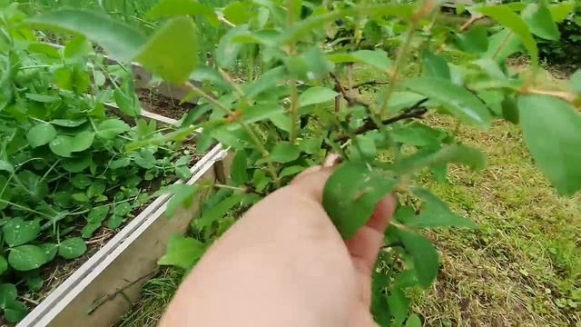 На даче Красота и Порядок за 2 дня. Кормлю огурцы и помидоры Копаю тюльпаны Глаза боятся руки делаю смотреть онлайн