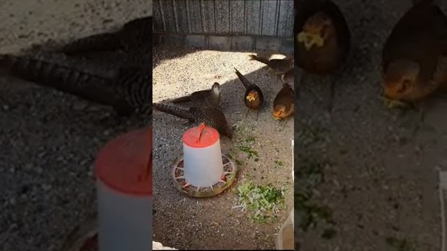 Разведение Фазанов. чем кормить ? Витамины зимой, когда нет травы. молодняк майский вывод 2021г смотреть онлайн