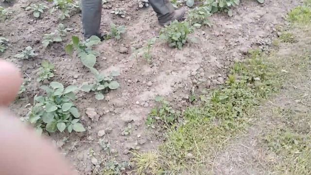 Бережём спину и время! Быстрое окучивание - Ручной окучник для картофеля. смотреть онлайн