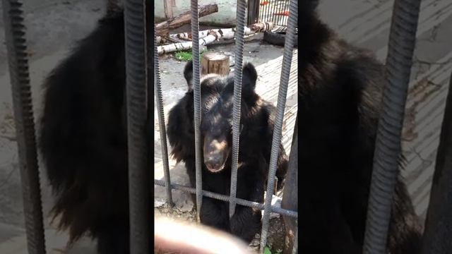 Зоопарк Большеречье Омск