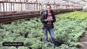 Можжевельник средний Пфитцериана Глаука / Можжевельник посадка и уход / хвойные растения
