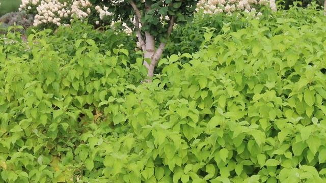 Bloodtwig dogwood (Cornus sanguinea) - Plant Identification смотреть онлайн