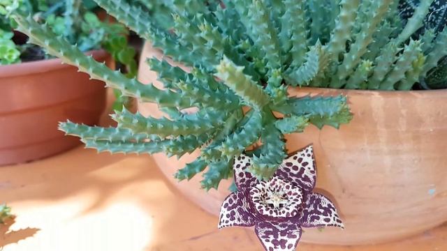cacto estrela #estapelia #huernia #orbea смотреть онлайн