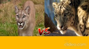 ПУМА ПРОТИВ СНЕЖНОГО БАРСА SNOW LEOPARD VS PUMA