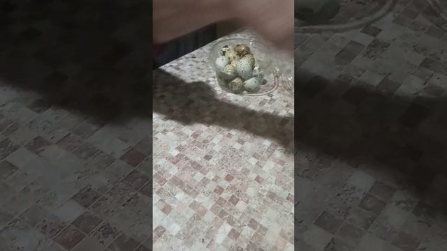 Размышления о перепелином яйце