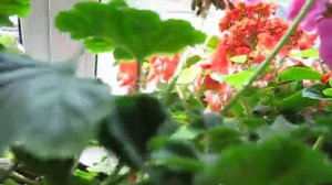 Цветы . Какие домашние цветы . Уход за цветами . Красивые , комнатные цветы . Подписываемся