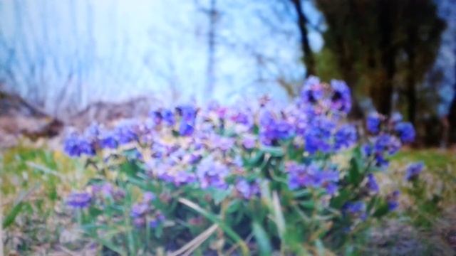 Медуница:лечебные свойства и противопоказания. смотреть онлайн