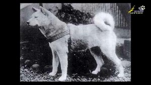Собаки, ставшие легендой_ акита-ину Хатико (Hachi, Hachiko)