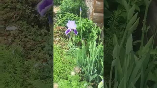 Ирис Toffee Love , пион древовидный White , начало июня. смотреть онлайн