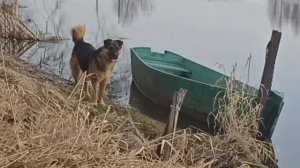 Ранним утром на реке Векса. Усолье. Купанское. гостевой дом Оберег.