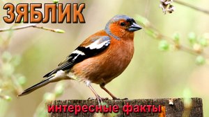 Зяблик, интересные факты.