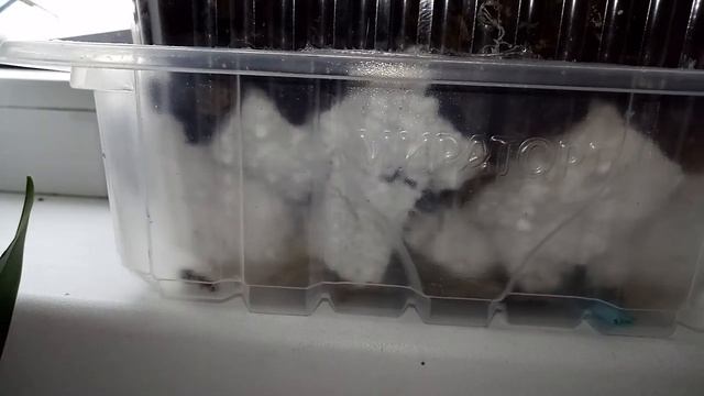 Мои новинки. Как посадить каттлею, как закрепить , как ухаживать, содержание, грунт. смотреть онлайн