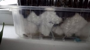 Мои новинки. Как посадить каттлею, как закрепить , как ухаживать, содержание, грунт.