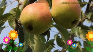 Груша Нерусса. Краткий обзор, описание характеристик, где купить саженцы pyrus communis Nerussa