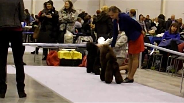Пудель малый, классика. CACIB Новосибирск смотреть онлайн