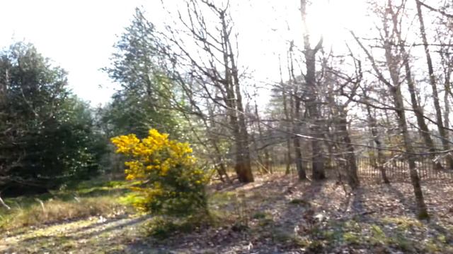 Testing B&W DM2 Vintage Speakers, Listening Session In Woods смотреть онлайн