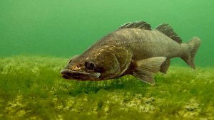 Озеро Чаны.  Купинский район.