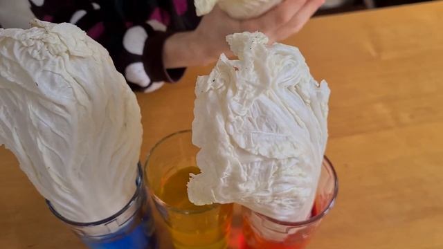 Проводим ЭКСПЕРИМЕНТ ШОУ как растение пьет воду. Опыты с едой и водой для детей от Федюкович Кати.
