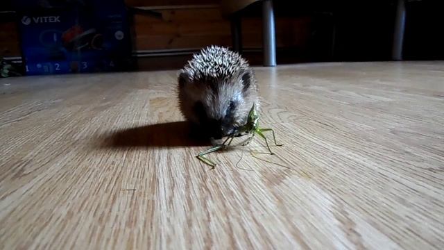 Ёжик кушает кузнечика смотреть онлайн