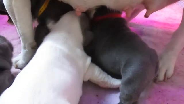 Щенки французского бульдога Барни — первые шаги смотреть онлайн