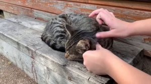 Как правильно вытащить клеща у животных | VDVRV Cat Show | Об уходе за кошками
