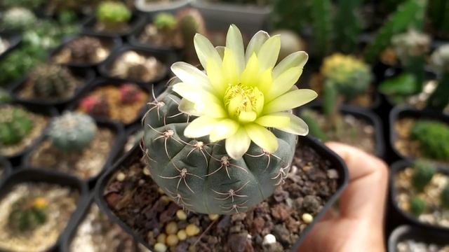 Gymnocalycium Baldianum flower yellow - Cactus Flowers Yellow смотреть онлайн