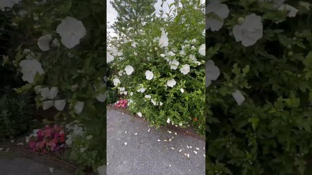 White Chiffon Rose of Sharon