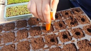 Своя рассада. Выращивание рассады в кассетах.