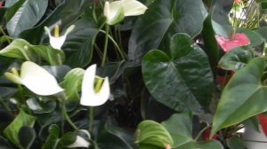 АНТУРИУМ - "МУЖСКОЕ СЧАСТЬЕ" : КАК ПРАВИЛЬНО ВЫРАЩИВАТЬ #ANTURIUM #СПАТИФИЛЛУМ ароид #oldenburgru#8