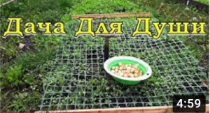 Сажаем ЛУЧОК по-новому???