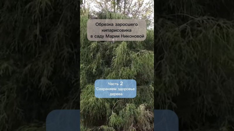 Обрезка заросшего кипарисовика в саду Марии Никоновой. Часть 2. Сохраняем здоровье дерева.