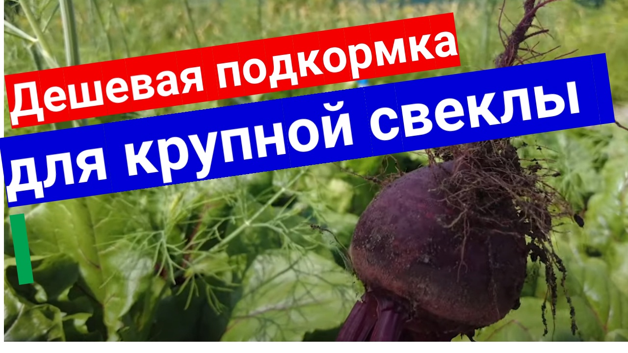 Подкормка свеклы в августе. Подкормка свеклы. Подкормка свеклы и моркови. Что любит свекла удобрения. Свеклу подкормить борной.