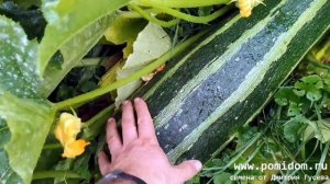 Гигантские Супер Кабачки Марроу  Выставочные Marrow Exhibition Giant в Подмисковье
