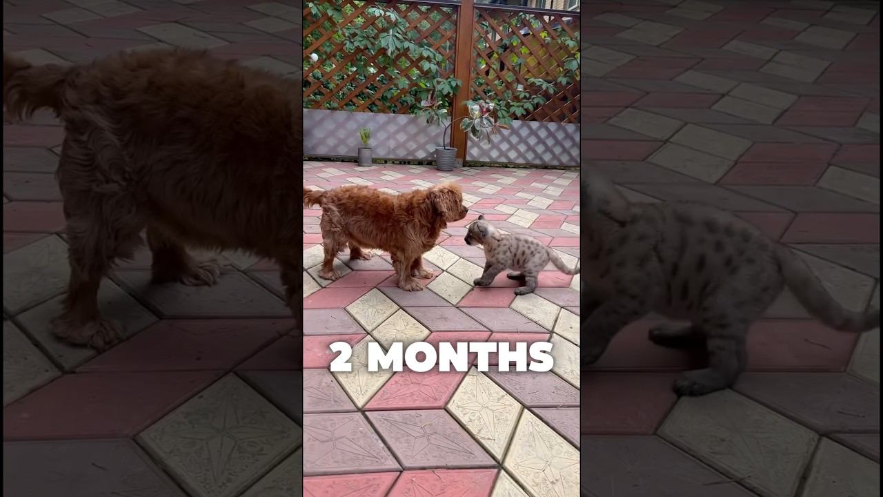 how much our cougar has grown #cougar #braige #bigcat