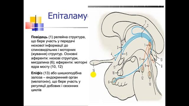 Середній та проміжний мозок (лекція з курсу: "Анатомія та еволюція нервової системи")