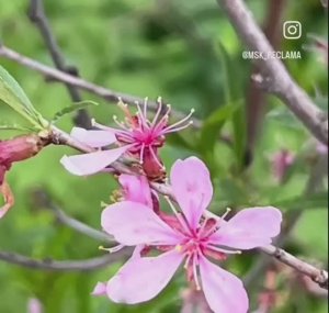 Такое в мае встречается