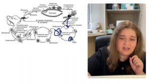 ЖИЗНЕННЫЙ ЦИКЛ МАЛЯРИЙНОГО ПЛАЗМОДИЯ ДЛЯ ЕГЭ ПО БИОЛОГИИ