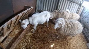 Покупка козы с козочкой.#козы#хозяйство#сельскаяжизнь