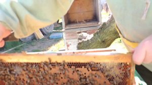 РЕШЕНО! В 2 этапа. Перехожу с лежаков на многокорпусные ульи.