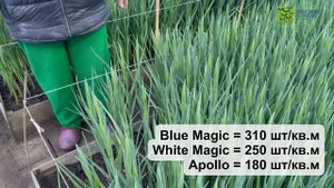 Выгонка ИРИСА к 8 марта. Технология выращивания.