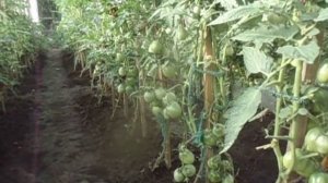 НУЖНО ЛИ ЗАКРЫВАТЬ ДВЕРИ ТЕПЛИЦЫ НА НОЧЬ.  Видео Ольги Черновой 19 июня