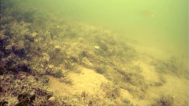 С безмотылкой и камерой Язь 52 на первом льду. смотреть онлайн