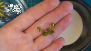 Как сушить цветы 3 и 4 способ / Как высушить цветы объемно / Сухоцветы / DIY Пташечка