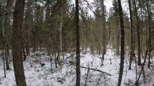 Таёжный промысел в Сибири. Первый снег. Зима набирает обороты