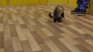 Мини-зоопарк в детском парке "Фили"