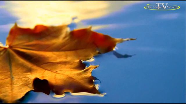 УХОДЯТ КУМИРЫ посвящается памяти Евгения Осина "Осень" Звёзды 90-х /Мы помним/ смотреть онлайн