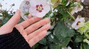 Морозники - чудные первоцветы! Обзор сортов морозника Helleborus Angel glow, viv Rosa и Sternii